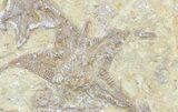 Plate Of Rare Cretaceous Starfish (Betelgeusia) - Morocco #54319-2